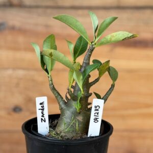 0412 115  Arabicum Zander- F2 12 meses