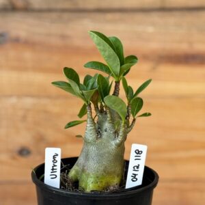 0412 118  Arabicum Ultron- F2 12 meses