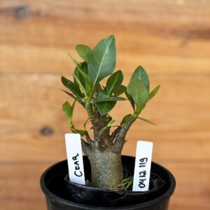 0412 119  Arabicum Czar- F2 12 meses