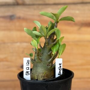 0412 120  Arabicum Wrangler- F2 12 meses