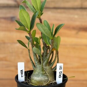 0412 121  Arabicum Thor- F2 12 meses