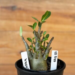 0412 122  Arabicum Zadock - F2 12 meses