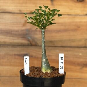 0512 01 Rosa do deserto Fiona