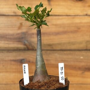 0512 02 Rosa do deserto Fiona