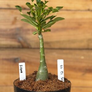 0512 03 Rosa do deserto Fiona