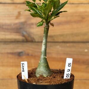 0512 05 Rosa do deserto Fiona