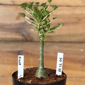 0512 06 Rosa do deserto Fiona