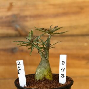 0512 01 Rosa do deserto Crispum