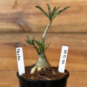 0512 04 Rosa do deserto Crispum