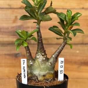 0512 01 Rosa do deserto Caudex Arabicum Céu estrelado