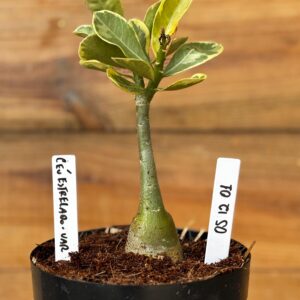 0512 01 Rosa do deserto Céu estrelado Variegata