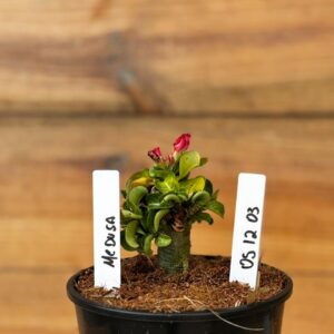 0512 03  Rosa do deserto Medusa