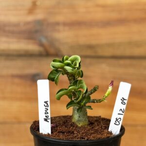 0512 04  Rosa do deserto Medusa