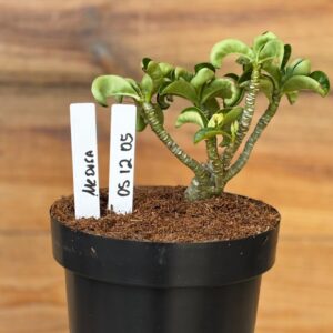 0512 05  Rosa do deserto Medusa