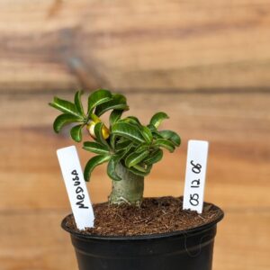 0512 06  Rosa do deserto Medusa