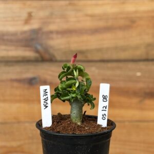 0512 08  Rosa do deserto Medusa