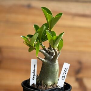 0512 01  Arabicum Megalodonte - F2 12 meses