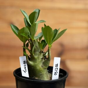 0512 02 Arabicum Tundra  - F2 12 meses