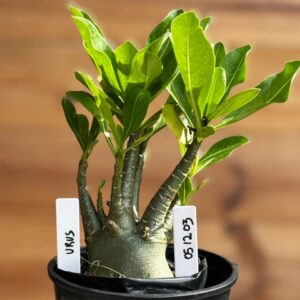 0512 03 Arabicum Urus   - F2 12 meses