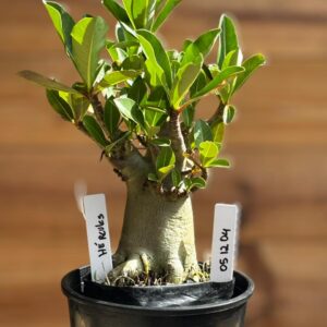 0512 04 Arabicum Hércules  - F2 12 meses