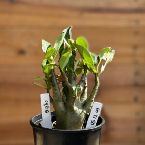 0512 05 Arabicum Bizão - F2 12 meses