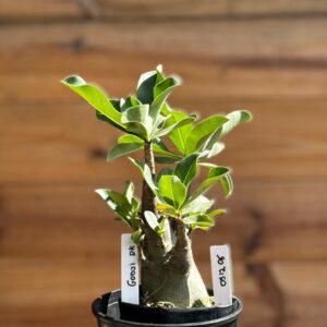 0512 06 Arabicum Godji Dk - F2 12 meses