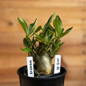 0512 07 Arabicum Ragnarok  - F2 12 meses