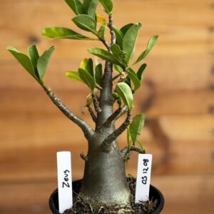 0512 08 Arabicum Zeus  - F2 12 meses