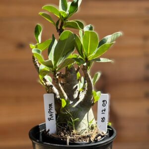 0512 09 Arabicum Raptor  - F2 12 meses