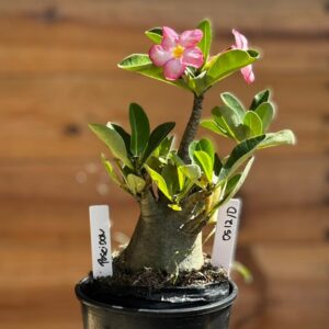 0512 10 Arabicum Poseidon  - F2 12 meses