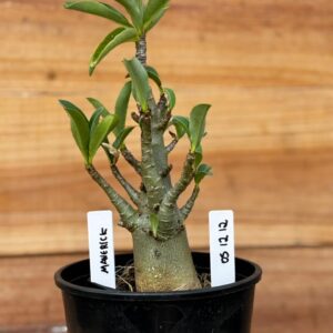 0512 12 Arabicum Maverick  - F2 12 meses