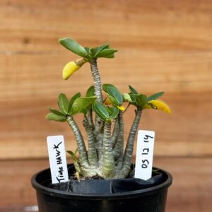 0512 14 Arabicum Tomahawk   - F2 12 meses