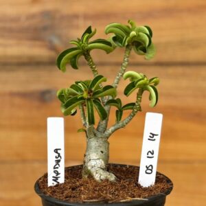 0512 14  Rosa do deserto Medusa