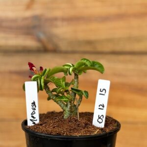 0512 15  Rosa do deserto Medusa