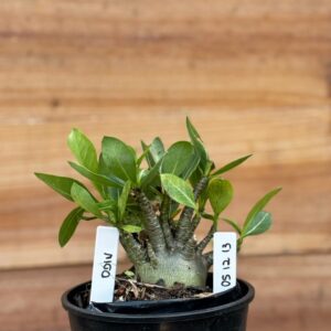 0512 13 Arabicum Odin   - F2 12 meses