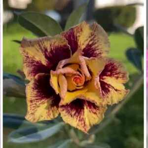 Podadinha -  Rosa do Deserto Curcuma