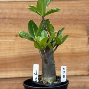 0512 15 Arabicum Super Fast  - F2 12 meses