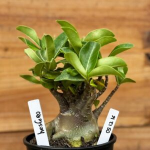 0512 16 Arabicum Hesfero - F2 12 meses