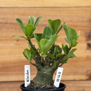 0512 17 Arabicum Hércules - F2 12 meses