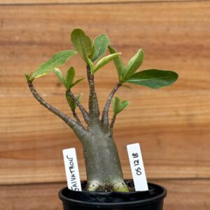 0512 18 Arabicum Galvatron  - F2 12 meses