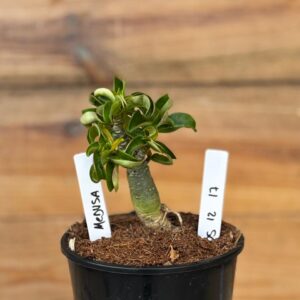 0512 17  Rosa do deserto Medusa