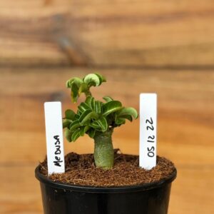 0512 22 Rosa do deserto Medusa