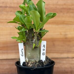 0512 20 Arabicum Turtle   - F2 12 meses