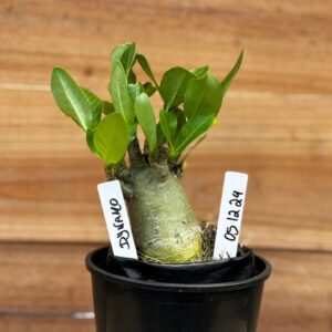 0512 24 Arabicum Dynamo  - F2 12 meses