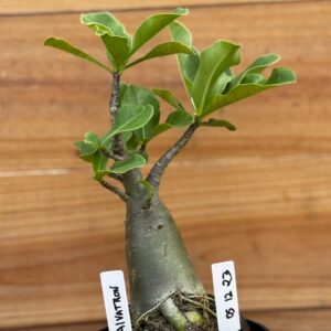 0512 23 Arabicum Galvatron  - F2 12 meses