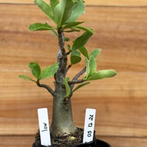 0512 21 Arabicum Low  - F2 12 meses