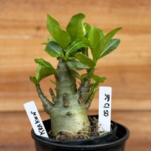 0512 26 Arabicum Kraken  - F2 12 meses