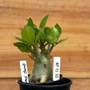 0512 29 Arabicum Gogji Champ  - F2 12 meses