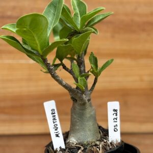 0512 28 Arabicum Minotauro  - F2 12 meses