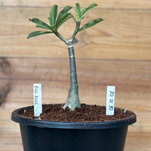 0512 01 Rosa do deserto Egg Roll